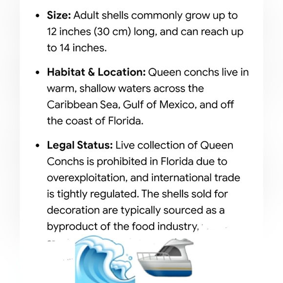 Heavy Conch Queen Shell - Picture 2 of 12